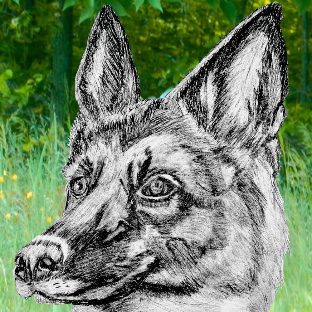 Hand Crafted German Shepared Dog Framed Print Sketch Art 8*10 inches